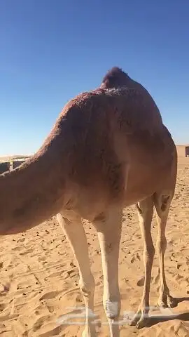 نجران - اصيل ومضريه وانشاء