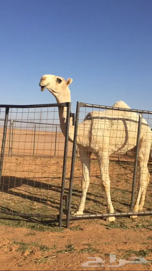 مفرود باتلي