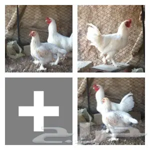 مجموعة دجاج هجين براهما وبلدي