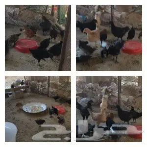 مجموعة دجاج هجين براهما وبلدي (image 1)