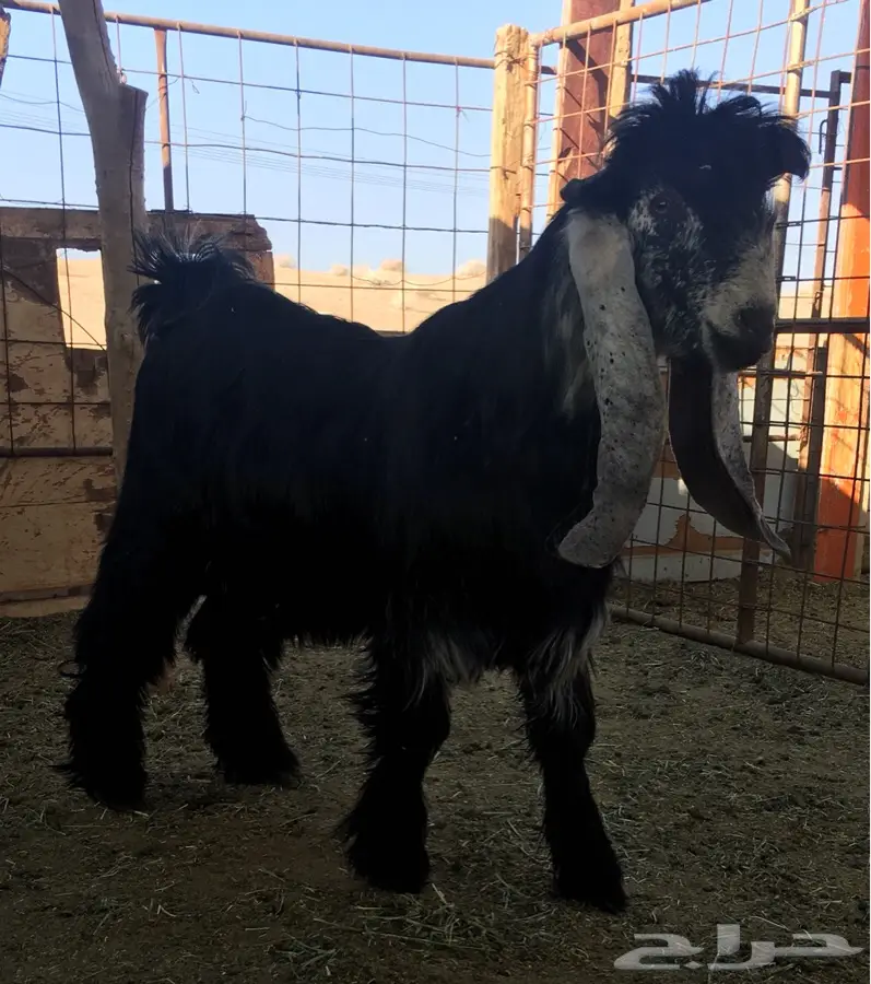 فحلان عوارض منوة القناي - فرصة لا تعوّض! (image 1)