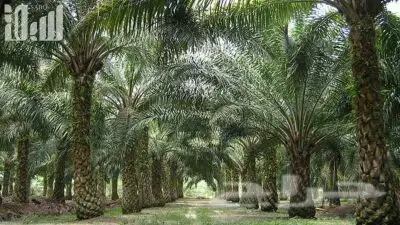 0566408137  مشتل  درة الجزيرة  (image 7)