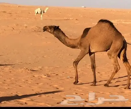 بكار صفر للبيع (image 1)