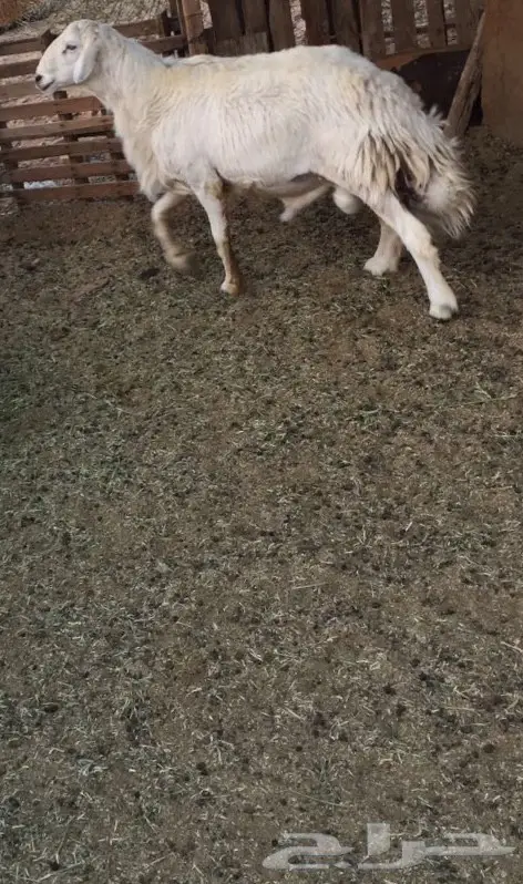 طلي فحل مشروط (image 1)