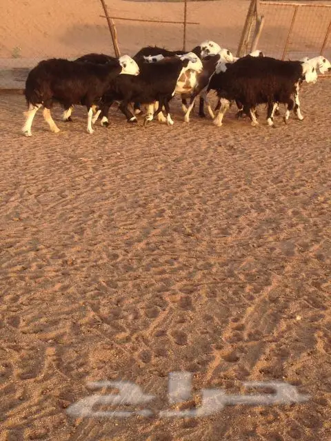 للبيع غنم نجد و رفد (الطائف) (image 3)