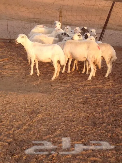 للبيع غنم نجد و رفد (الطائف) (image 2)