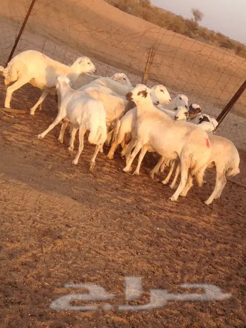 للبيع غنم نجد و رفد (الطائف) (image 1)