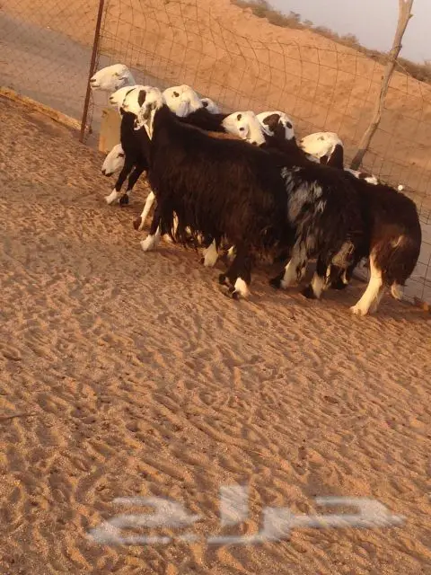 للبيع غنم نجد و رفد (الطائف) (image 6)