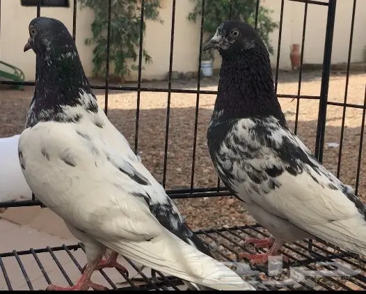 جوزين وفرده بكستاني 