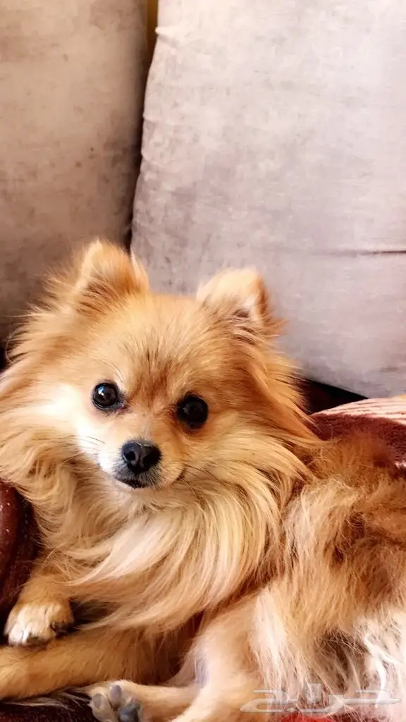 كلب بورمينيان - فرصة لا تُفوّت! (image 2)