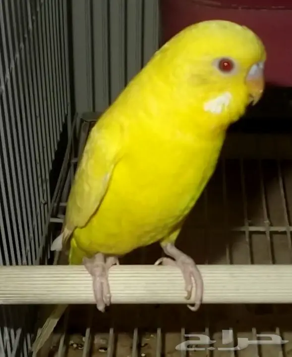 جوزين ببغاء بادجي طيور الحب منتجة (image 10)