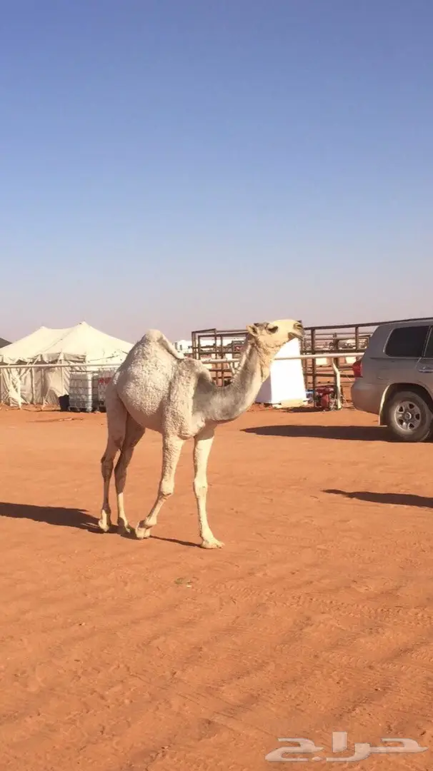 مفروده شقحاء مزاين للبيع