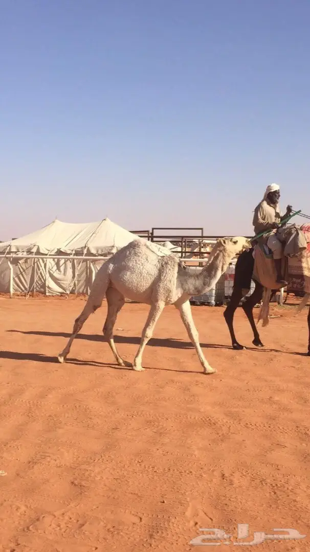 مفروده شقحاء مزاين للبيع (image 1)