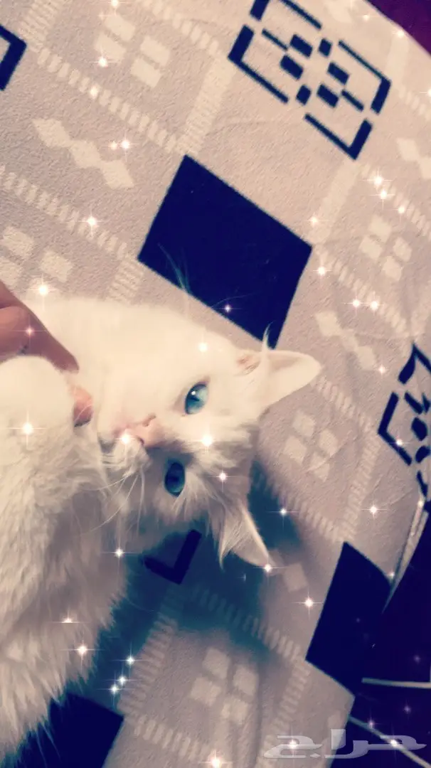 قطه شيرازيه للبيع