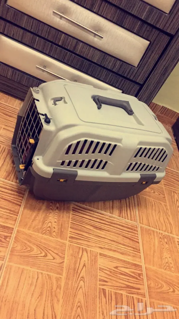 قطه شيرازيه للبيع (image 2)