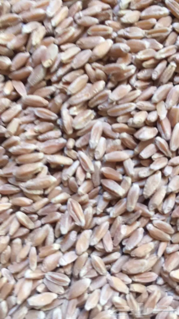 بر معيه  بدون كيماوي