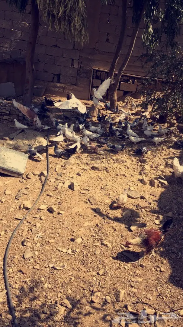 حمام بلدي للبيع  (image 1)