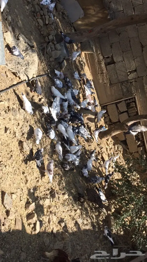 حمام بلدي للبيع  (image 2)