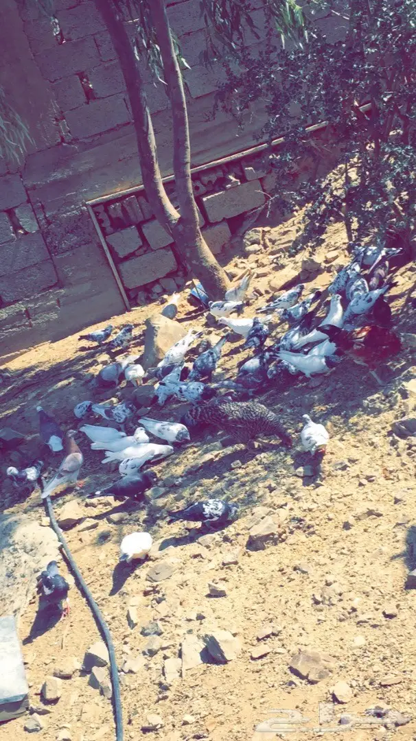 حمام بلدي للبيع  (image 3)