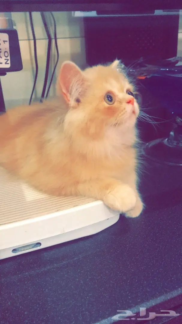 قط للبيع فيس بيكي  (image 2)