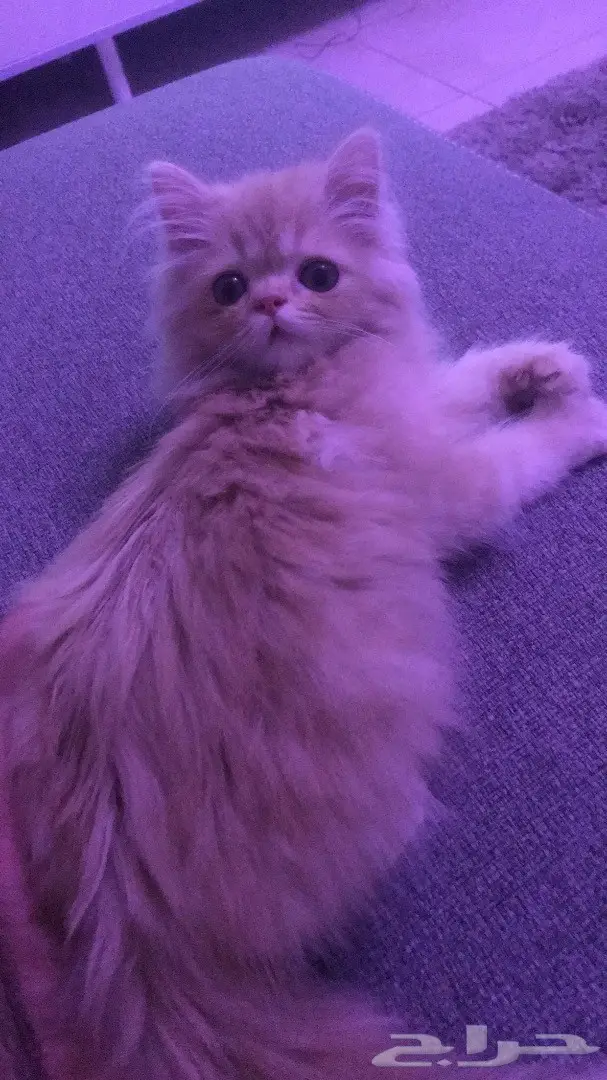قط للبيع فيس بيكي  (image 4)