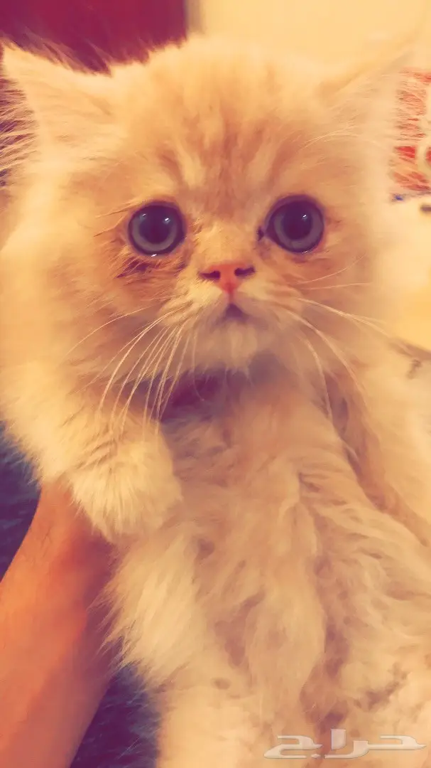 قط للبيع فيس بيكي  (image 5)