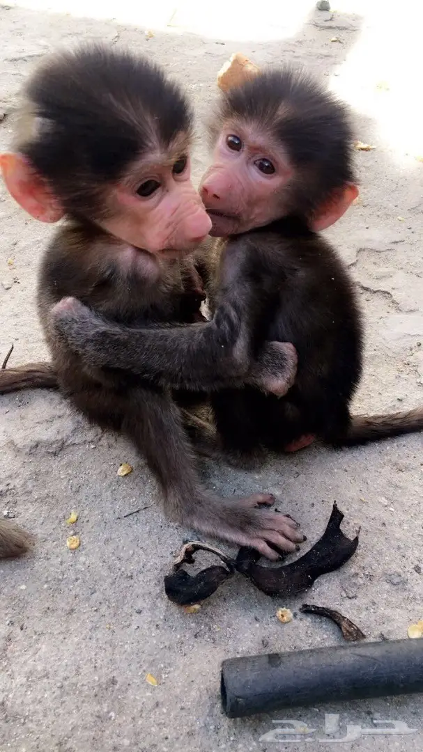 قرد انثى للبيع