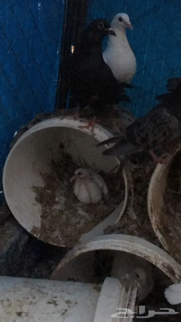 حمام مشكل  (image 1)