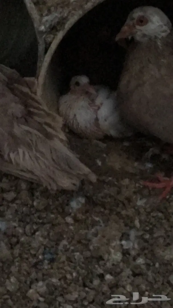 حمام مشكل  (image 2)