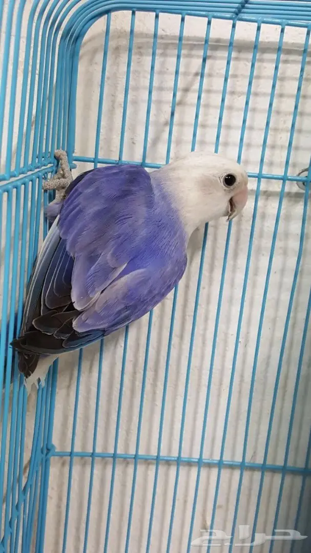 انثى روز فايلوت جاهزة 