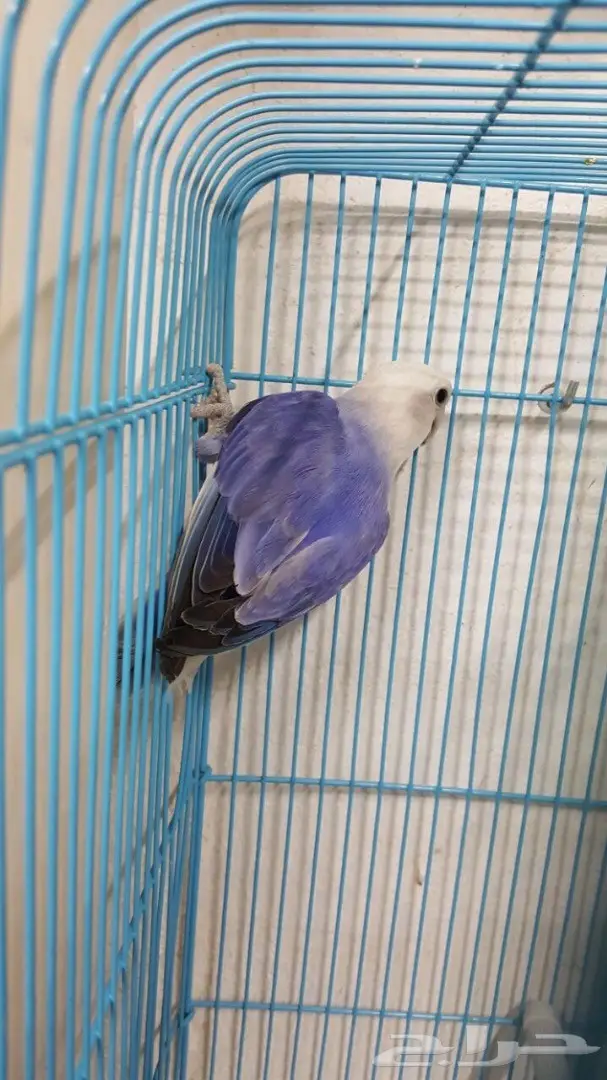 انثى روز فايلوت جاهزة  (image 1)