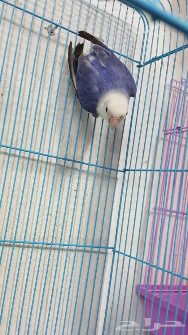 انثى روز فايلوت جاهزة  (image 2)