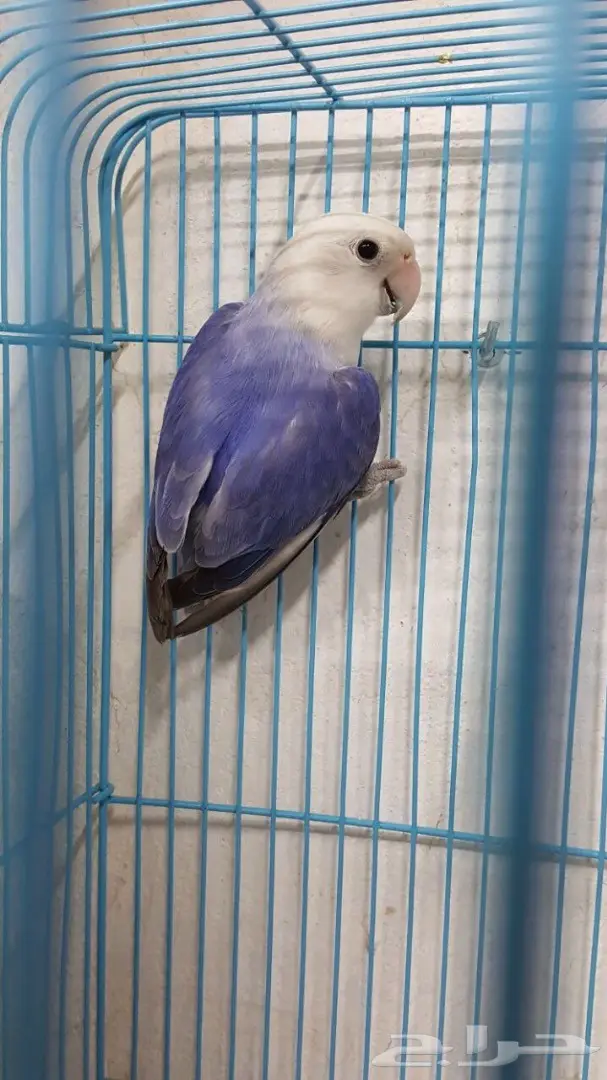 انثى روز فايلوت جاهزة  (image 3)