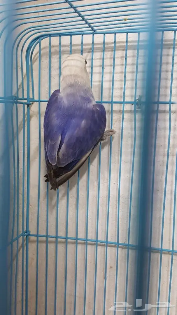 انثى روز فايلوت جاهزة  (image 4)