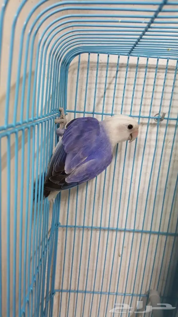 انثى روز فايلوت جاهزة  (image 5)