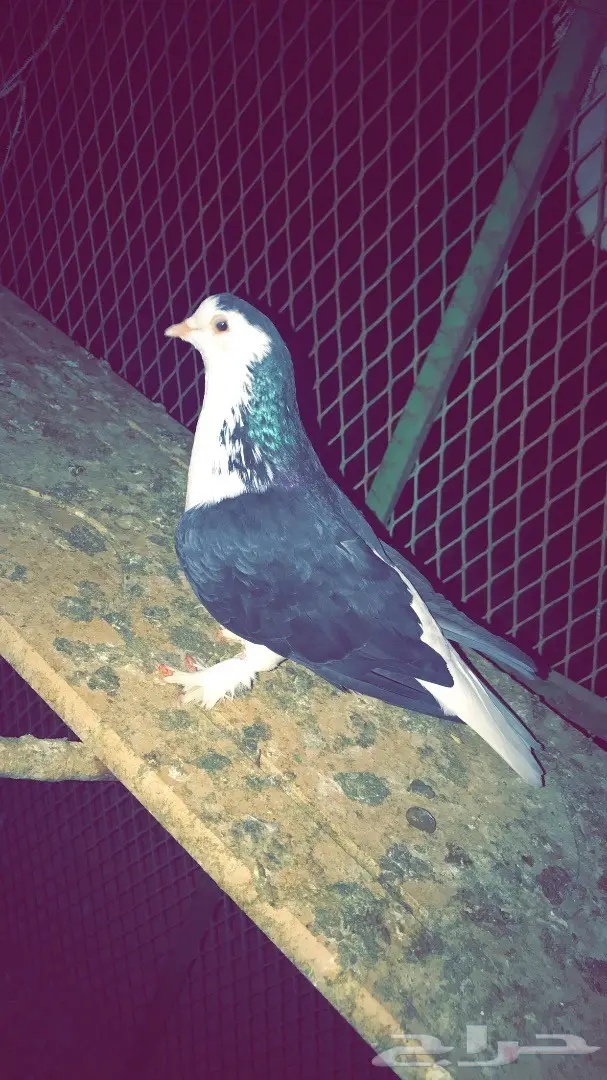 شيرازي  (image 1)