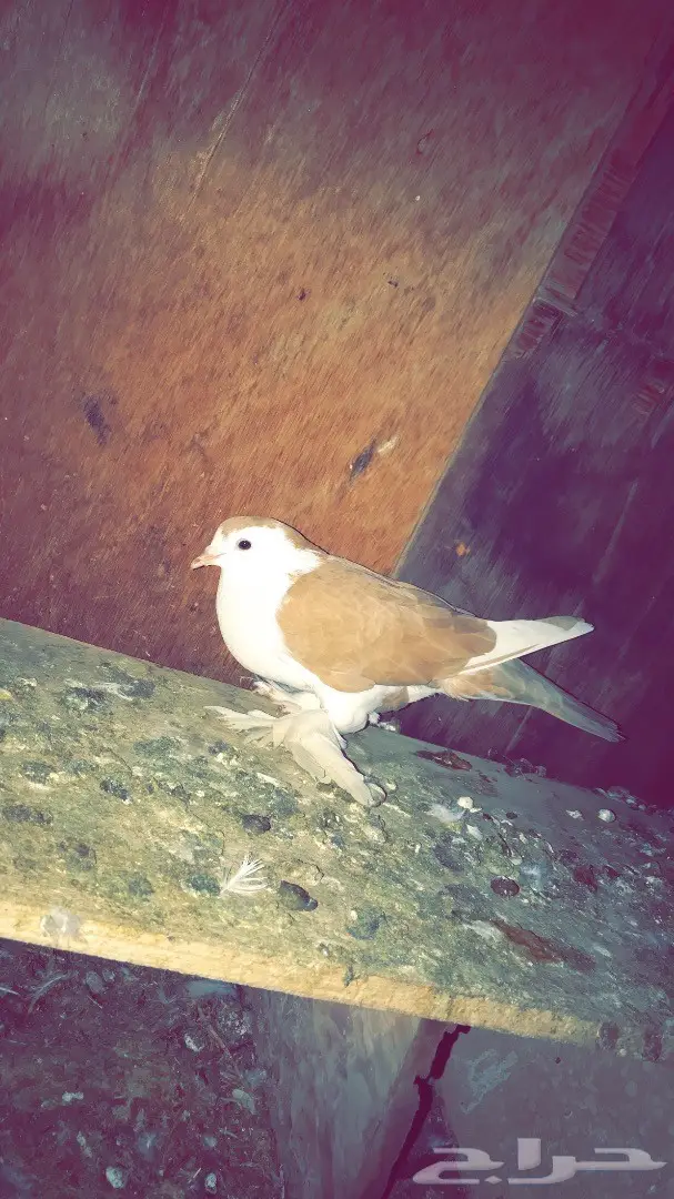 شيرازي  (image 2)