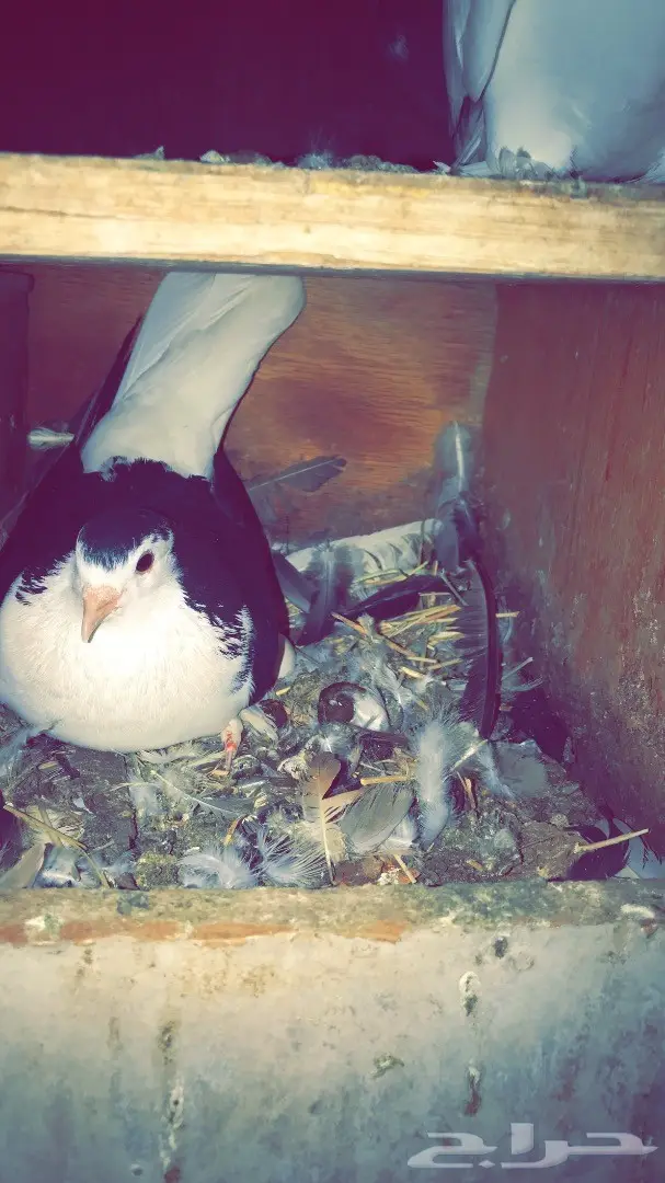 شيرازي  (image 3)