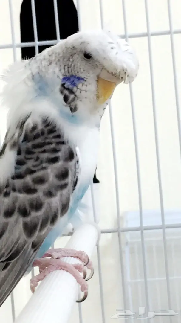 جوز بادجي فل كرست