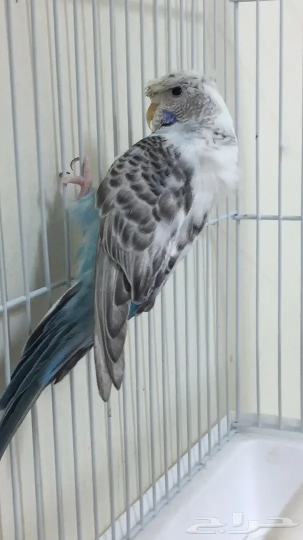 جوز بادجي فل كرست (image 1)