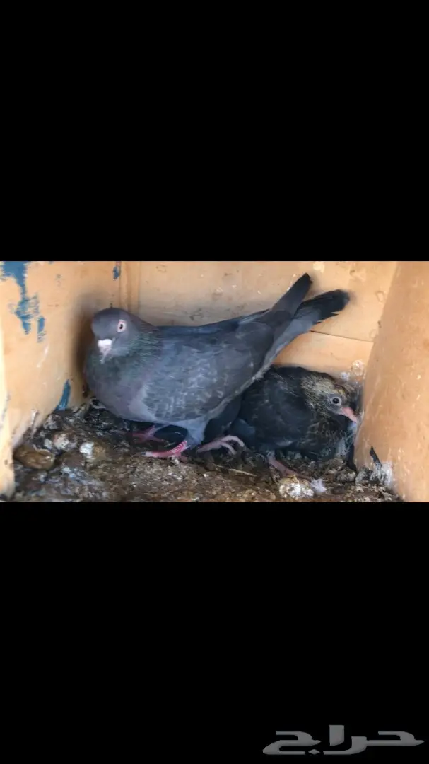 عشاق القطايف. (( زرررق ))  (image 1)