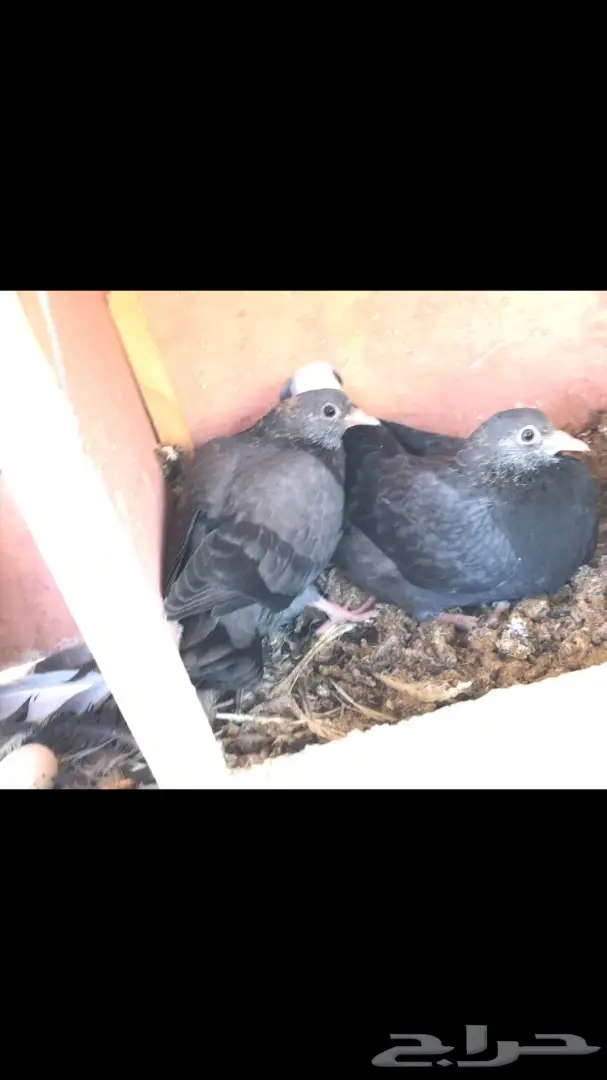 عشاق القطايف. (( زرررق ))  (image 3)