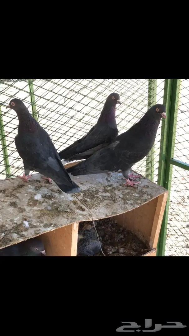 عشاق القطايف. (( زرررق ))  (image 5)