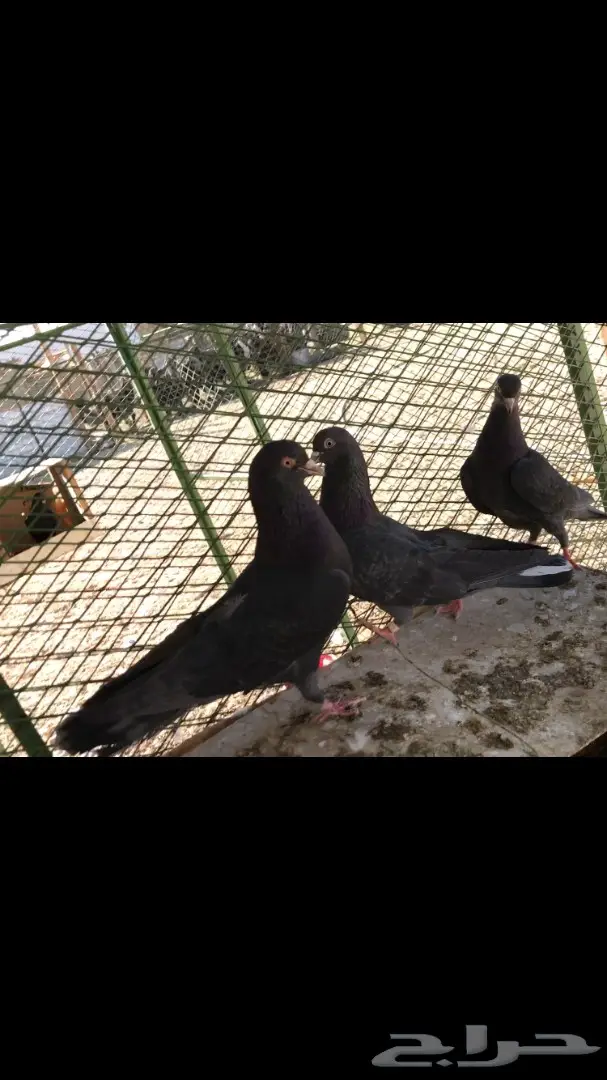 عشاق القطايف. (( زرررق ))  (image 6)