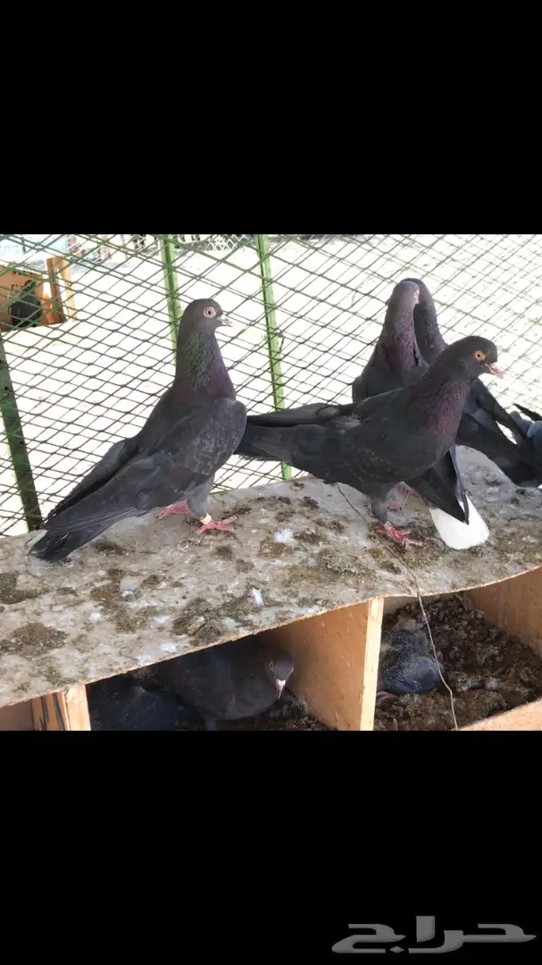 عشاق القطايف. (( زرررق ))  (image 7)