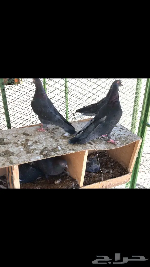 عشاق القطايف. (( زرررق ))  (image 8)