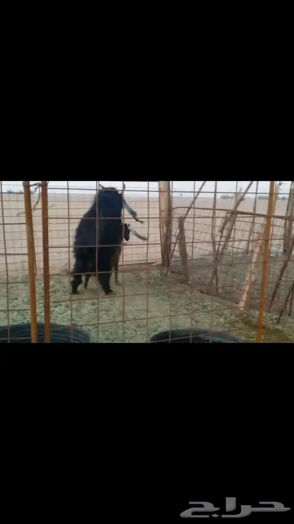 بيع تيس أسود مشروك جرم وملب - فرصة ذهبية! (image 2)