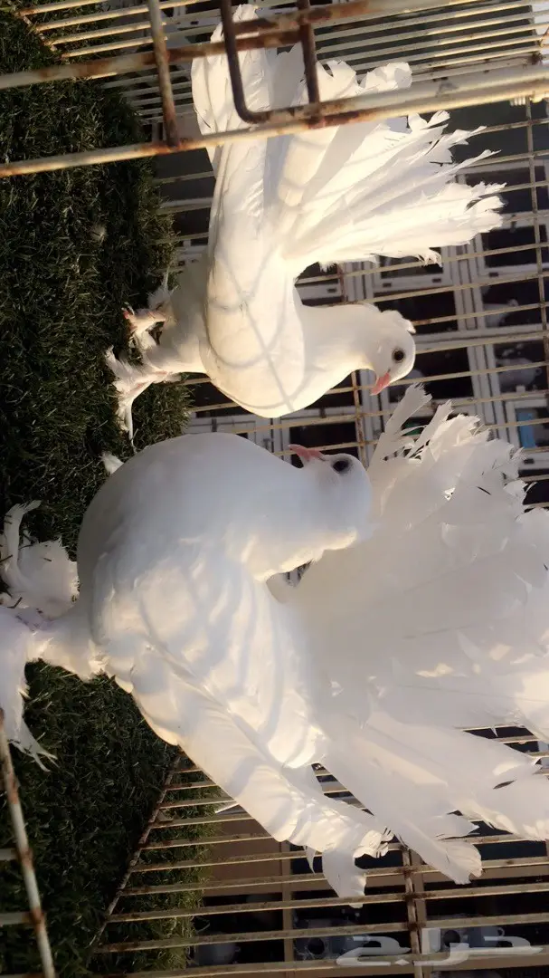 رقاصات هندية فريدة من نوعها - جملة وتفرد (image 1)