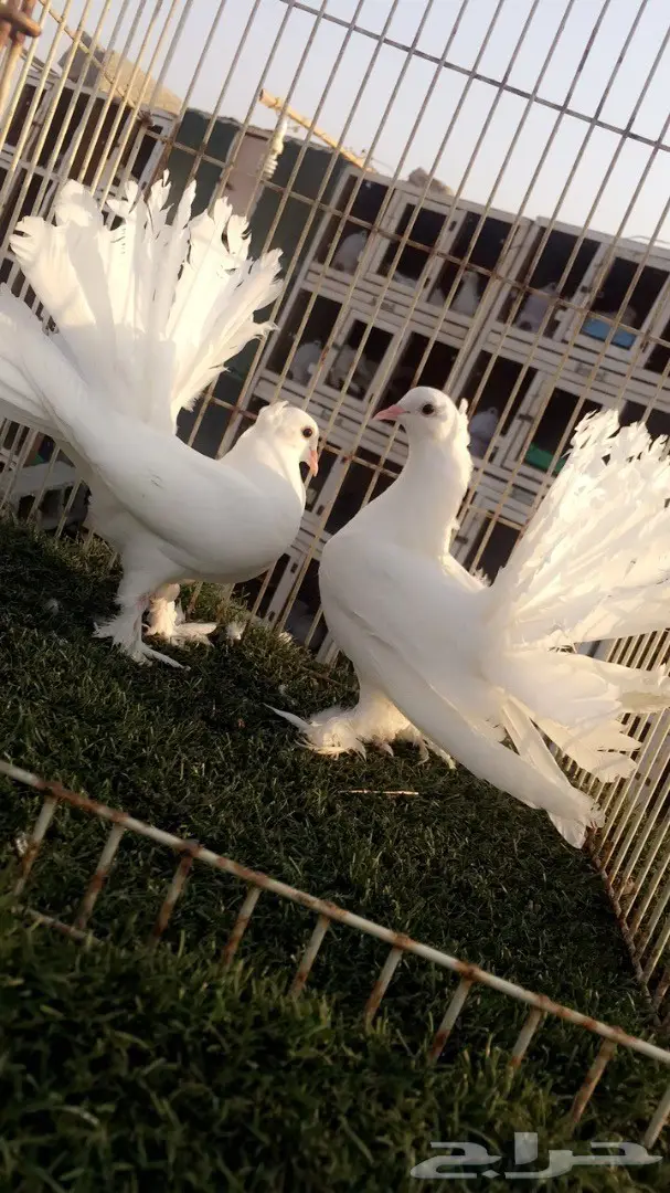 رقاصات هندية فريدة من نوعها - جملة وتفرد (image 2)