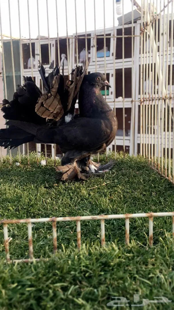 رقاصات هندية فريدة من نوعها - جملة وتفرد (image 3)